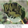 pieris brassicae larva3